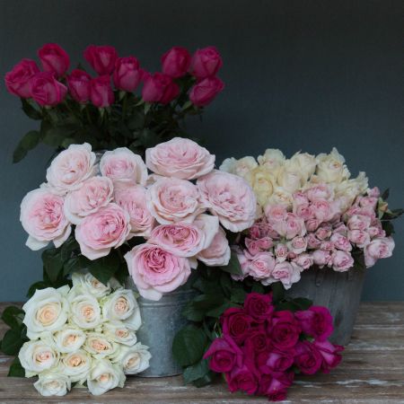 Pink, Cream and White Scented Roses